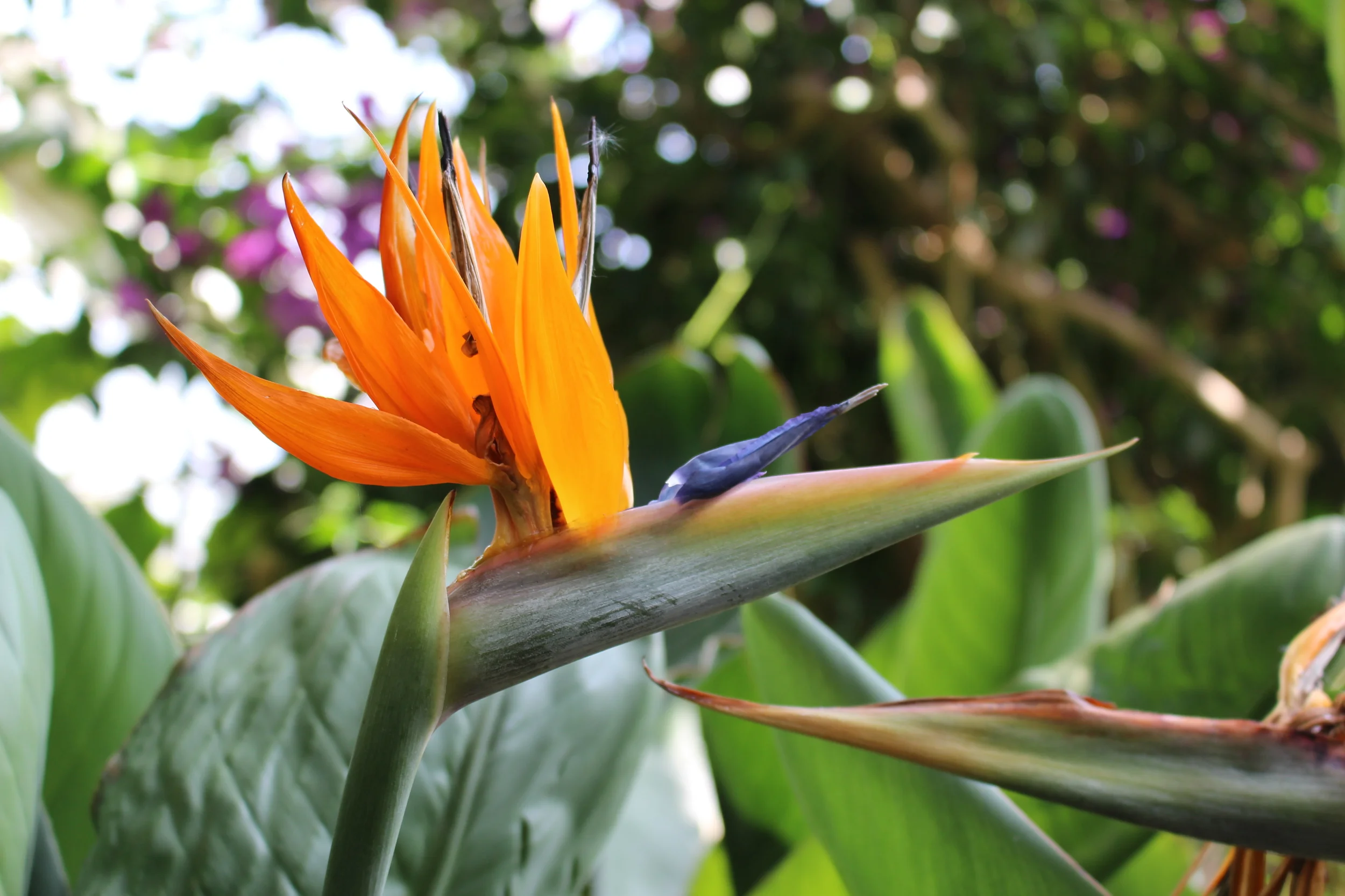 We Have to Go to Botanisk Have