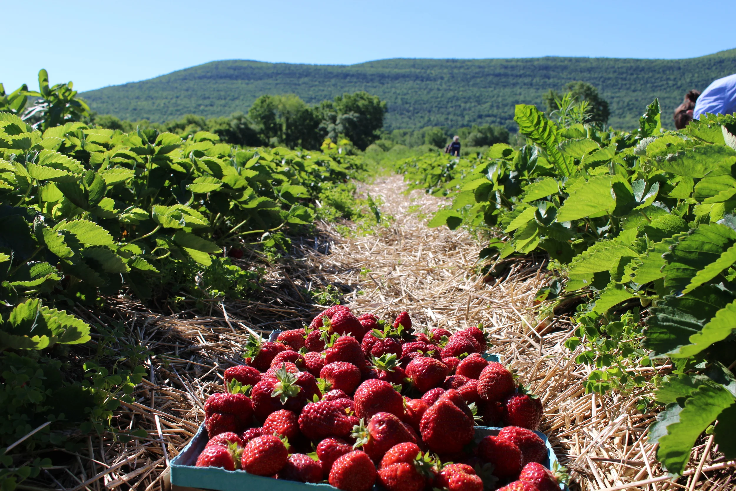 Strawberry Picking