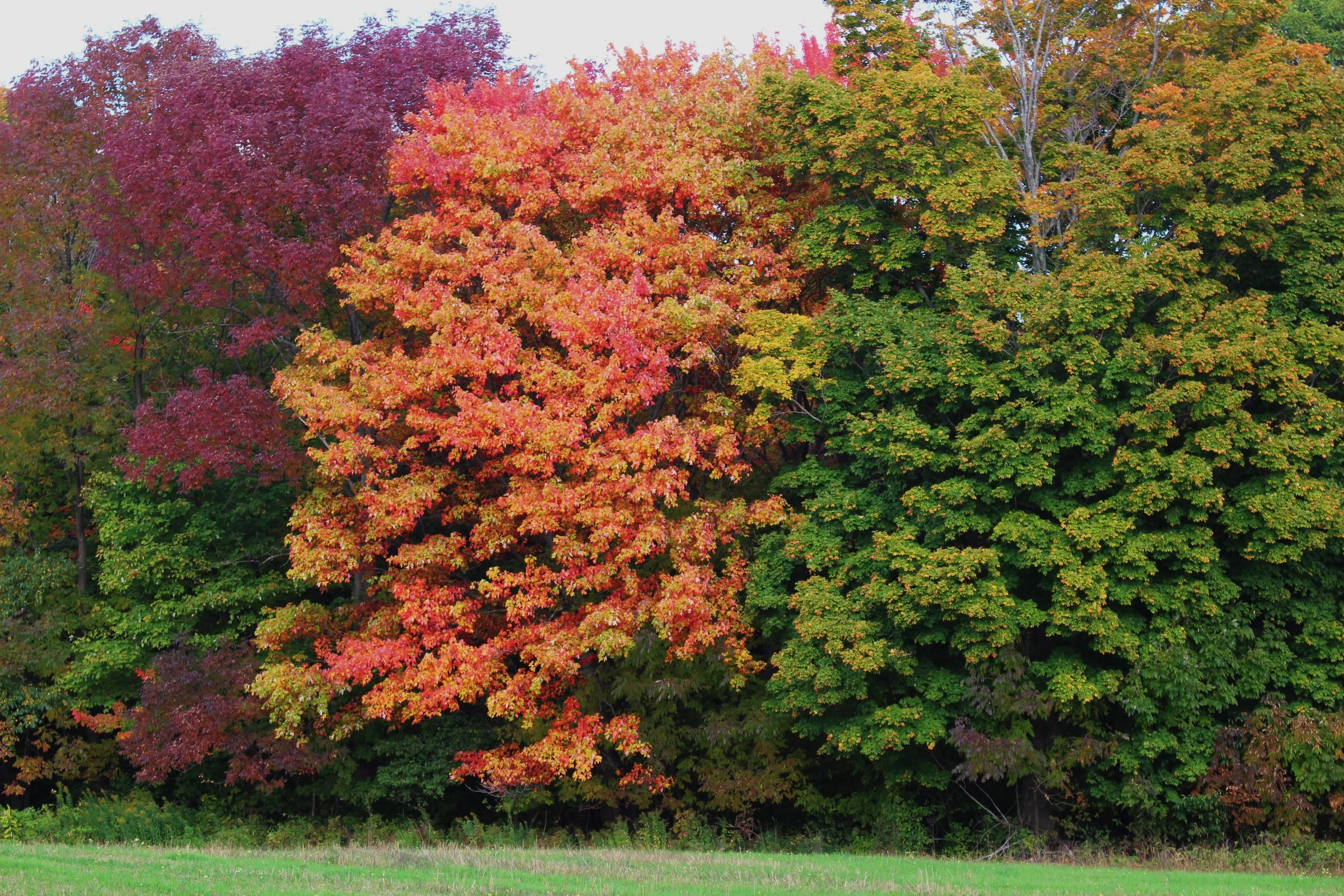 image1.JPG