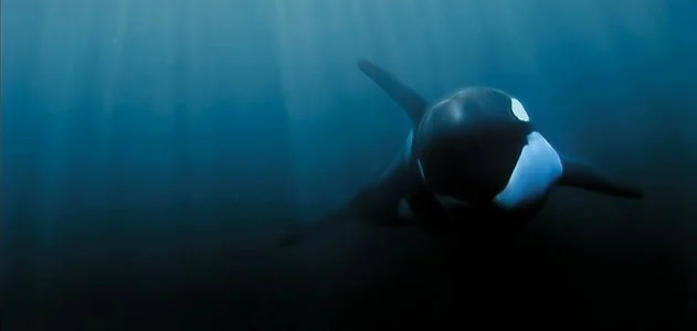 orca.jpg