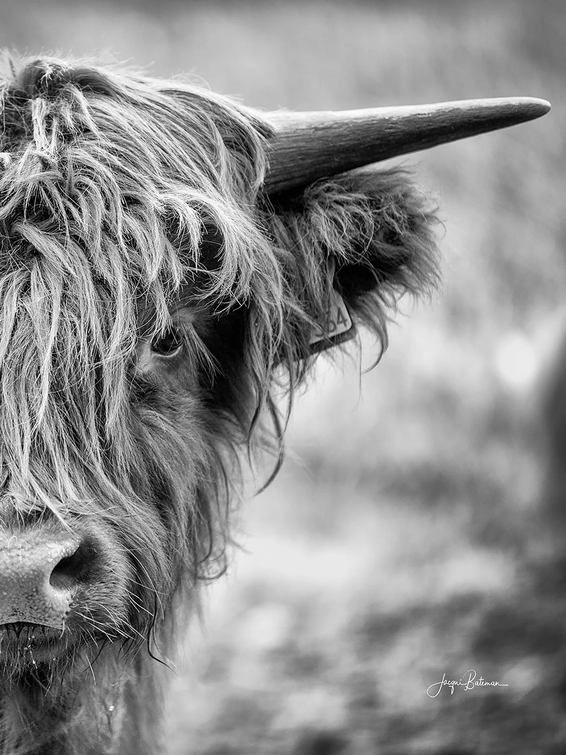 JacquiBatemanPhoto Hamish.jpg