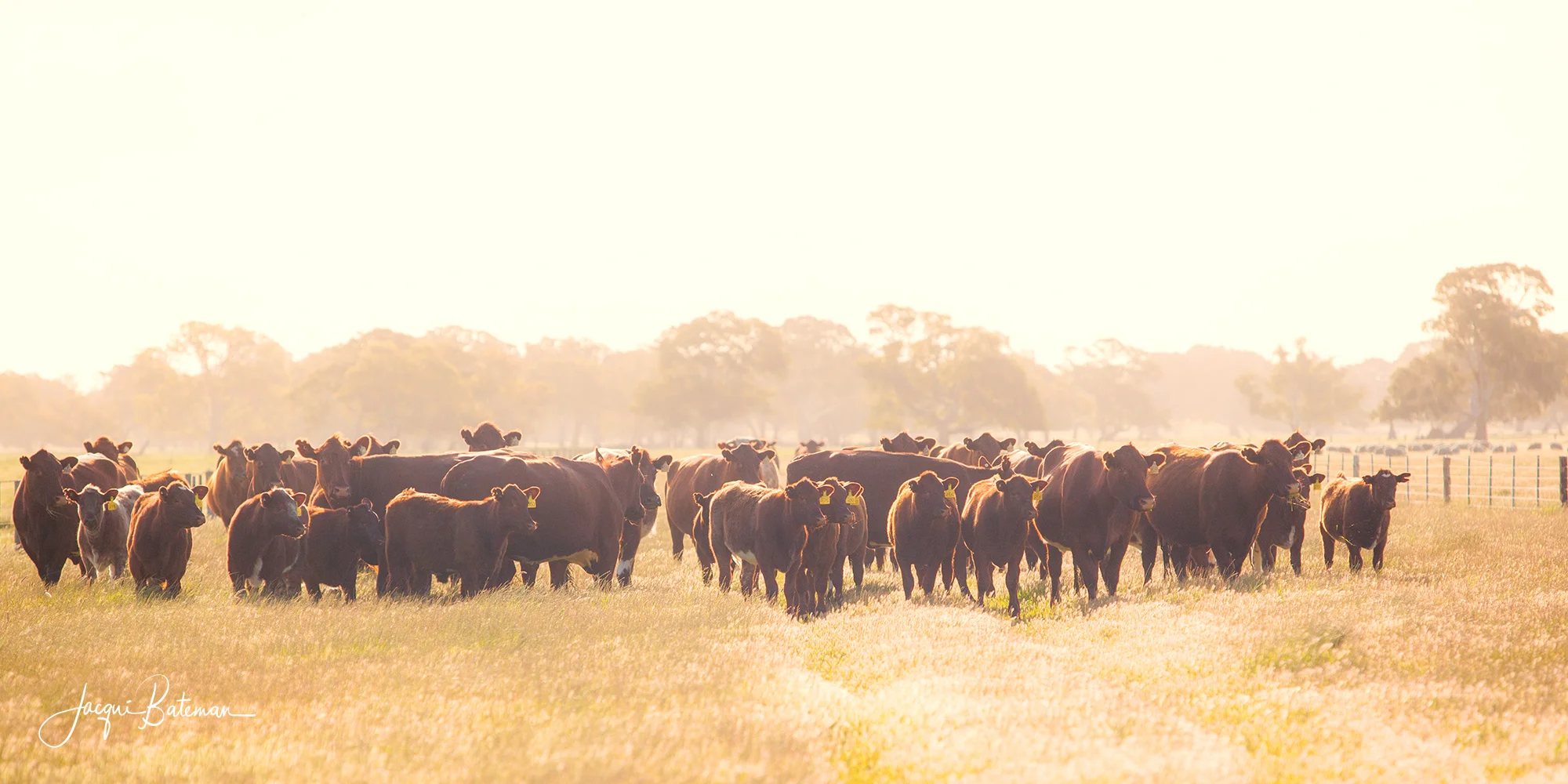 Golden Shorthorns