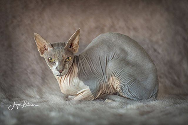 Meet Joffrey, a crazy cat.  A crazy Sphynx cat, with one of the best cat personalities everrrrr.
#joffrey #gameofthrones #winteriscoming #anditwillbecoldforJoffrey #crazycat #sphynx #sphynxcat #catdog #catsofinstagram