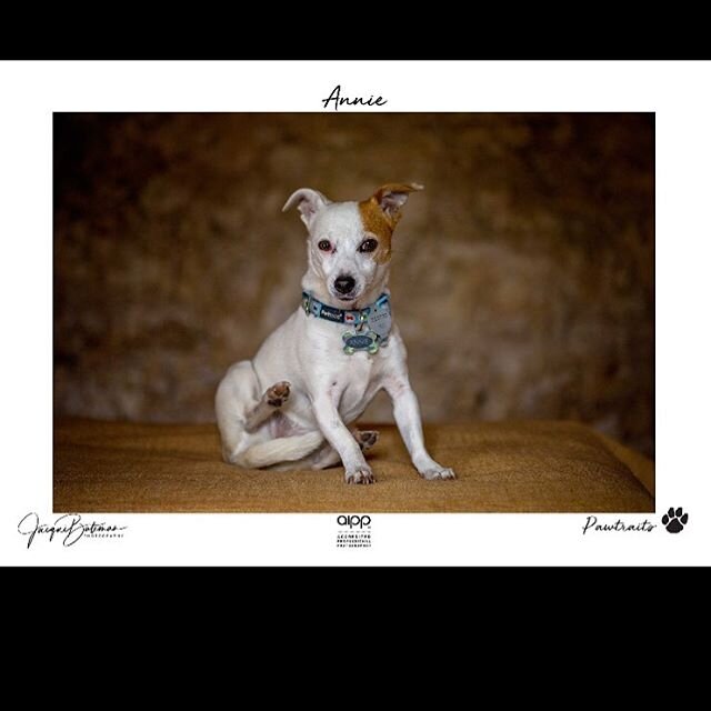 Meet Annie - official studio manager and doggy portrait model at #jacquibatemanphotography #pawtraitsessions available #minifoxy #minifoxterrier with a dash of #jackrussellterrier #aipp accredited #robephotographer #robetakemeback #dogsofinstagram #s