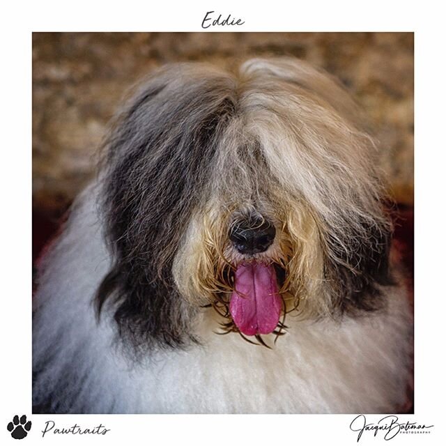 Because . . . . . . .  why not?

This handsome devil, local #robe identity and complete rockstar -#eddie from @robepostoffice - popped into the studio for a quick #pawtraitsession recently.

#BigEd chilled out on the studio chesterfield throughout th