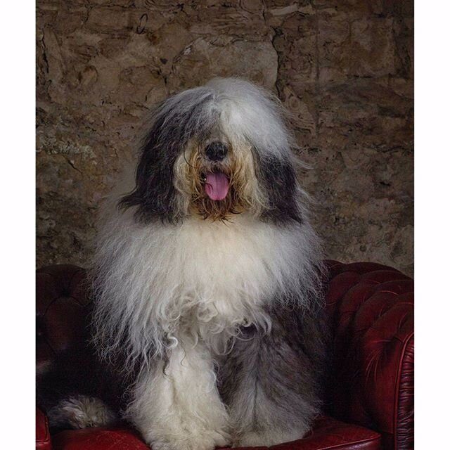 Just another one of #Eddie from @RobePostOffice, from a recent #pawtrait session at #jacquibatemanphotography studio.
@pawtraits #robephotographer #aippaccreditedprofessionalphotographer #aipp #dogsofinstagram #robe #oldenglishsheepdog