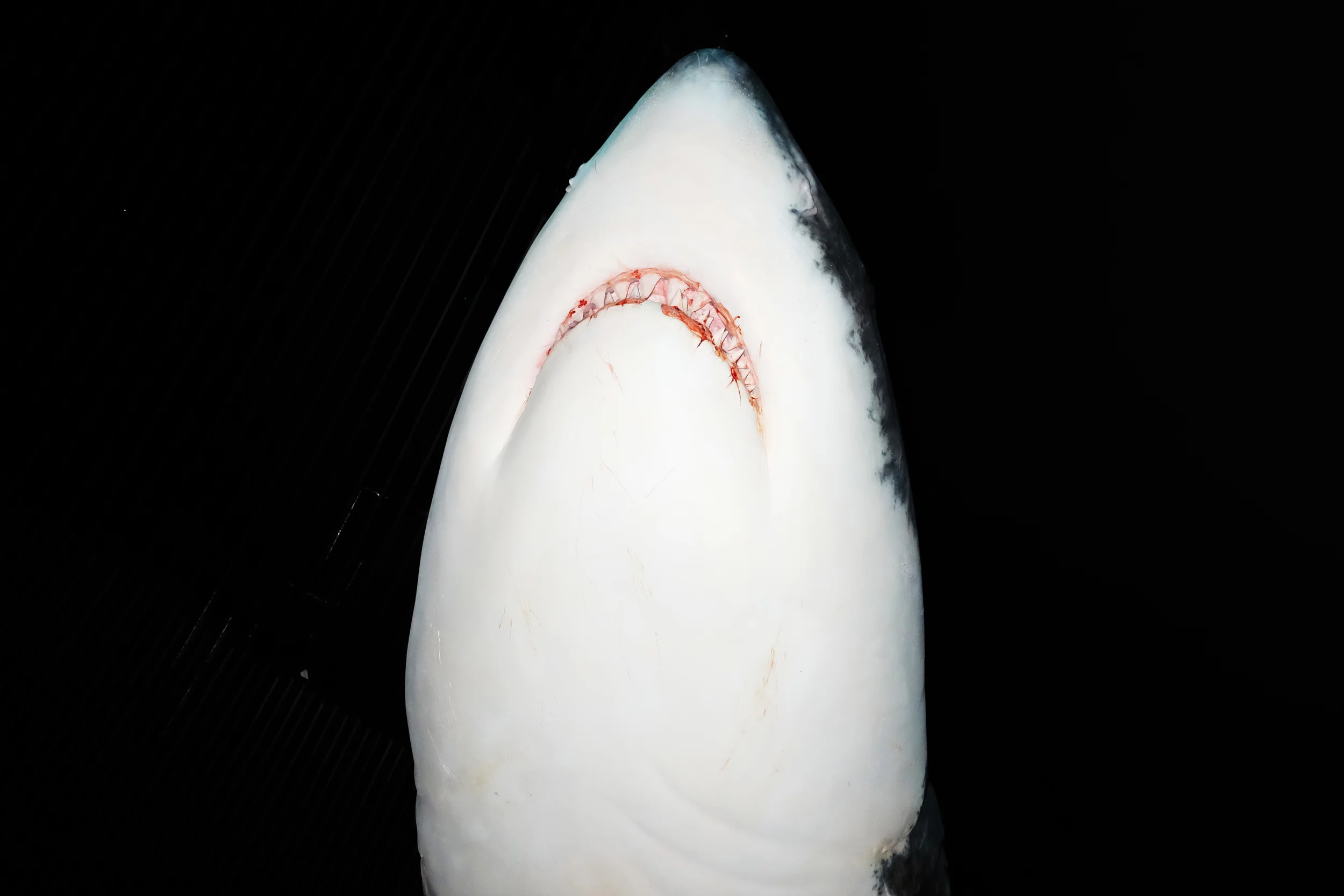 DSCF0093.JPG