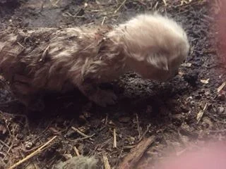FARM KITTY BEFORE: Starving and covered in is own feces and mud.