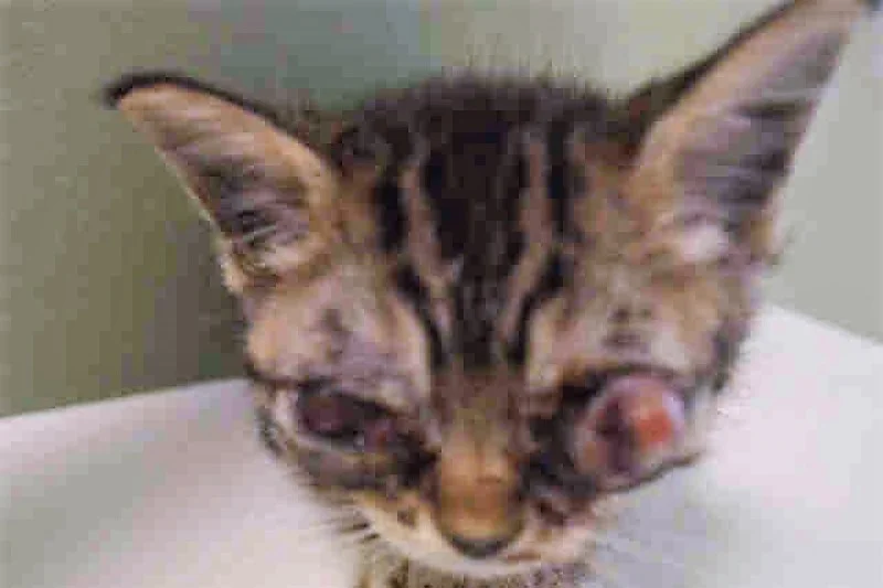 TINKERBELL BEFORE: "Tinkerbell" was scheduled to be euthanized at a kill-shelter. Animalkind stepped in to save that little soul and give this 4 week young kitten a second chance for a life of love and happiness. She needed to have extensive eye surgery and lots of medical attention as well as TLC. 