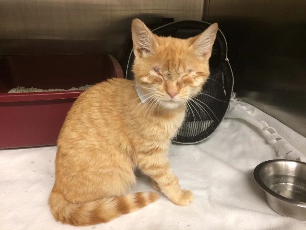 CITRUS AFTER: Citrus after his surgery feeling so much better and happy in his home.
