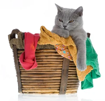 $10 covers the laundering of toys, towels and pet beds for one day (more than 10 loads per day!) Donate