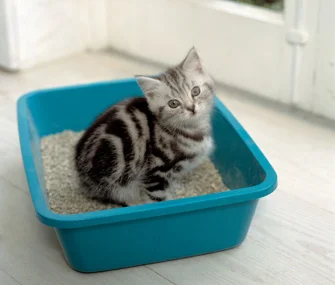 $32 stocks litter in Kitty City for one day Donate