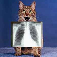 $65 pays for an X-ray of a sick or injured pet Donate
