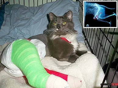 $2,100 funds orthopedic surgery with a specialist Donate