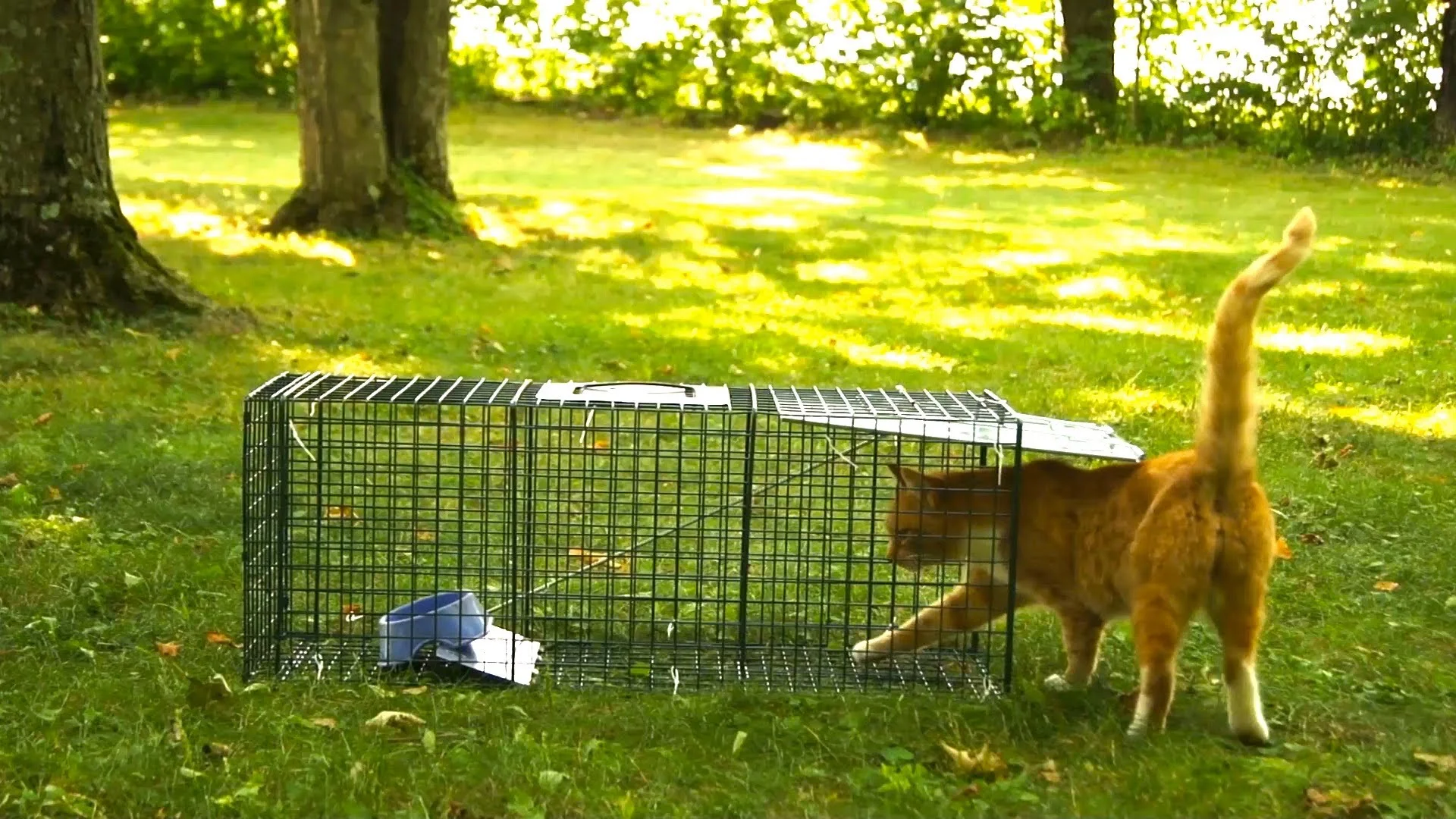 $ 75 will buy one humane Have-a heart trap for our feral cat colonies management Donate