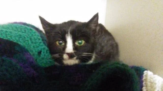 SICK IN EAST DURHAM Another k itten found in the freezing cold-they are on the mend already, warmed up, fed and medically attented-thanks to Dr. Schaubhut! D ONATE TOWARDS HIS CARE