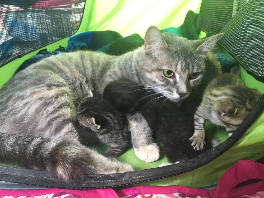 CATSKILL, NY Safe at last! Catskill, NY- Sunday 7 am: 3 kittens are found in a dumpster in Catskill, NY. Animalkind took them in from the police dept. but the officers didn't leave it like that. The investigated immediately and found the owner. The momma cat was seized and the furry family is reunited again and safe at Animalkind! Kudos to the Catskill Police Department for saving those little souls, following up and saving the entire feline family! CHECK HER OUT IN THE NEWS HERE: http://www.registerstar.com/news/article_688416fe-8aae-11e6-b4fa-735c4fabf93a.html