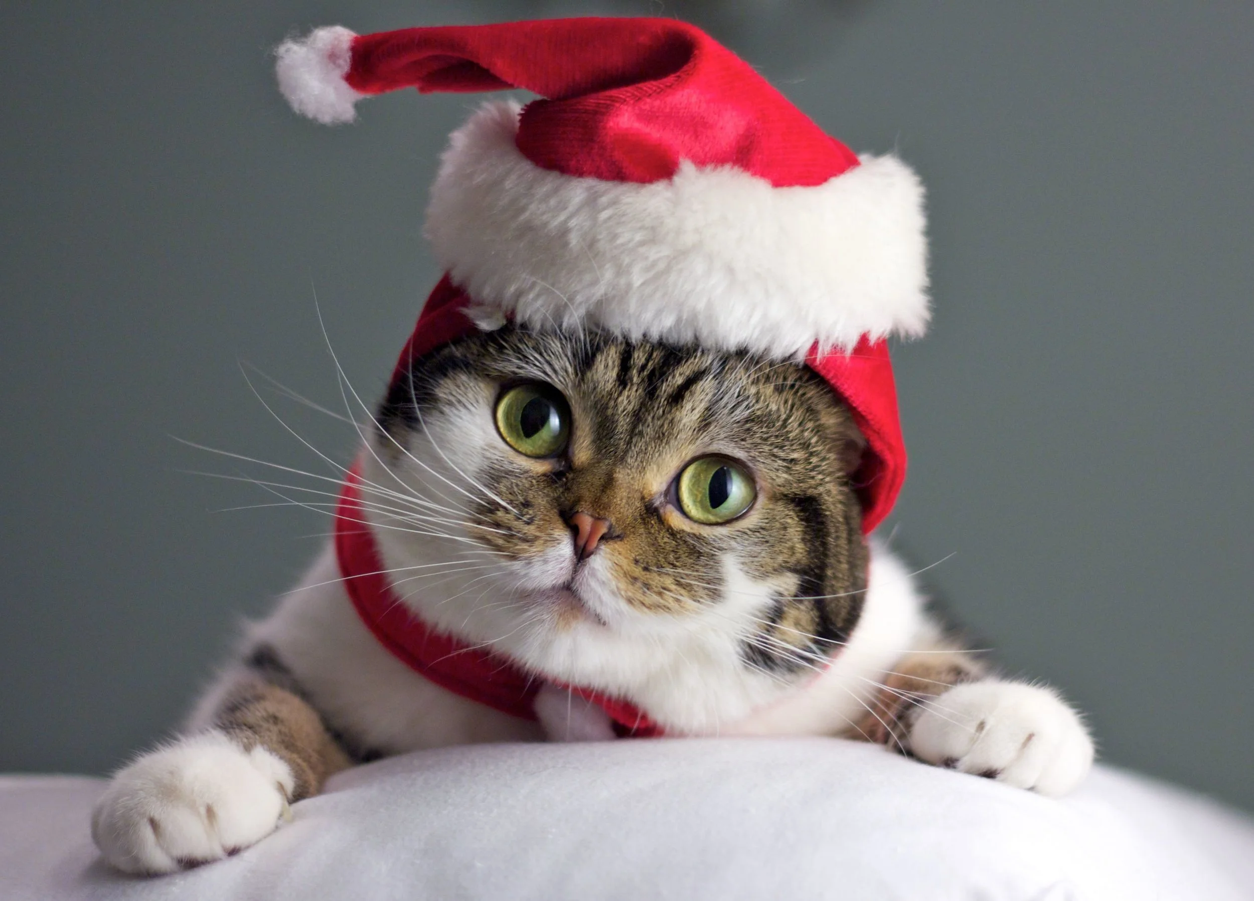 Wishlist for secret Santa: Cat food(wet), baby wipes, toys, bedding, scratching posts, heading pads, treats. Come see us at Winterwalk in Hudson, NY- Saturday 12/2!!!!