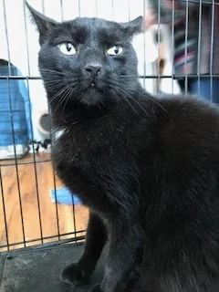 JAZZY AGE: 5 years SEX: Male Neutered BREED: DSH Jazzy is a beautiful boy who loves to snuggle!