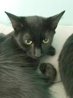PHANTOM AGE: 1 year SEX: Neutered Male BREED: DSH Phantom has been with us almost his entire life! It takes him a long time to gain your trust but once he does he will be your best friend. He would prefer a quiet home, he does well with other cats; but we are unsure about dogs.
