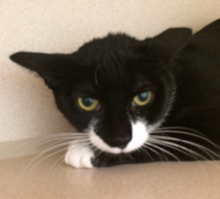 TIBBY AGE: 11 months SEX: Spayed Female BREED: DSH Tibby came with her siblings, she is scared but friendly! She would do best in a quiet home with adults or older children.