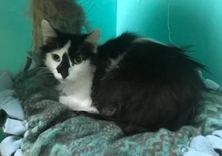 MAGGIE AGE: 1.5 years SEX: Spayed Female BREED: DMH Sweet Maggie came from a feral colony. She is adjusting well to people, but needs someone to show her what love is. Maggie would do best in a quiet home without young children- loud noises and commotion scare her! ADOPT MAGGIE