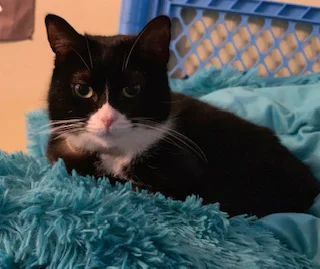 DAPHNE AGE: 5-6 years SEX: Spayed Female BREED: DSH FOSTER: Jess D. Daphne is a gorgeous girl who came to us when her owners started suffering from severe allergies. She is always looking for affection! Daphne does well with dogs, cats and kids!! She is currently being being treated for hyperthyroidism- this requires a little pill 2 times a day (which she takes just fine!) ADOPT DAPHNE