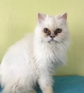 WHITY AGE: 2 years SEX: Spayed Female BREED: DLH/Persian Whity is one of our Egyptian rescues! She is so loving and would do great in any home! ADOPT WHITY