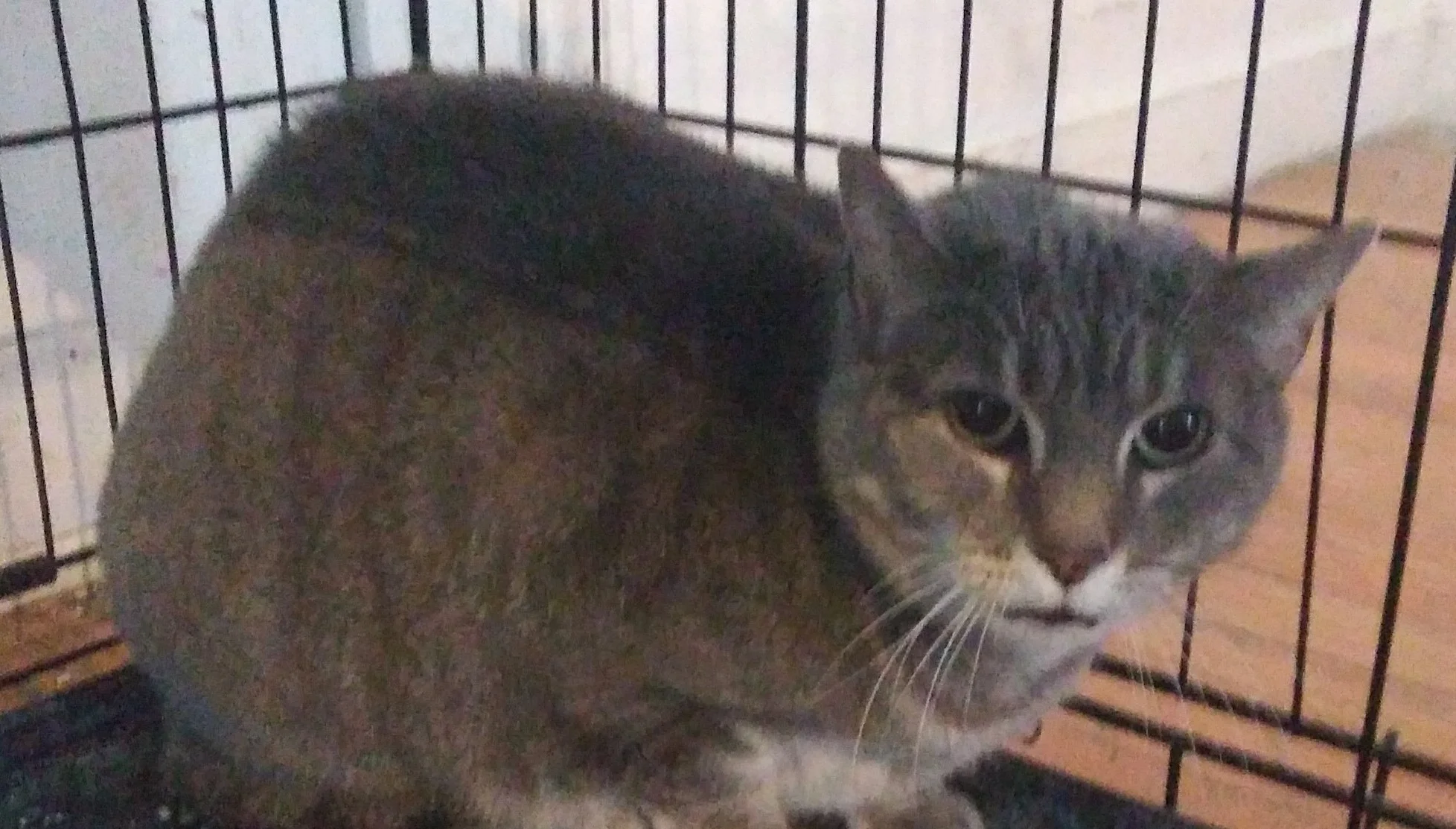 ASHLEY AGE: 7 years SEX: Spayed Female BREED: DSH Ashley was surrendered with her housemate Mary-Kate, their owner was forced to move and not able to take these girls with them. They are frightened and cannot wait to be adopted again!!