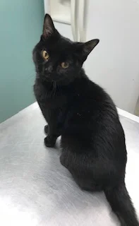 ATLANTIC AGE: 2 years SEX: Female BREED: DSH Atlantic came from a high-kill shelter in NYC. She fell out of a 6 story building and was brought to a shelter, she had a minor fracture but is doing fantastic!! She is super sweet and loves to cuddle! Atlantic would do great in any home!!