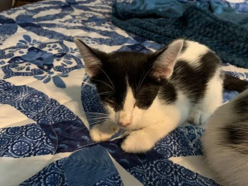 SPENCER AGE: 8 weeks SEX: Male BREED: DSH FOSTER: Samantha V.