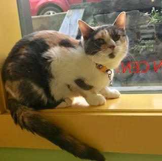 TAC AGE: 9 months SEX: Spayed Female BREED: DSH Tac is a lover! She is very affectionate and gets along great with other cats!