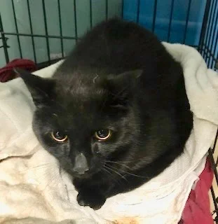AGON Age 5 years old DSH/Neutered Male See this kitty and others at http://www.animalkindny.com All our rescues are tested, altered by time of adoption, vaccinated, microchipped.