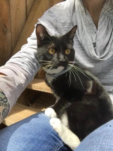 TROUBLE FRIENDLY LOVE BUG! Age: 1 year old Male DSH UTD Neutered