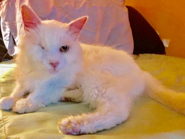 DUCKDUCK 2 years young, DuckDuck was saved from the war zone in Syria. He is the most loving and affectionate cat and great with kids, cats and dogs! Foster w/ kat