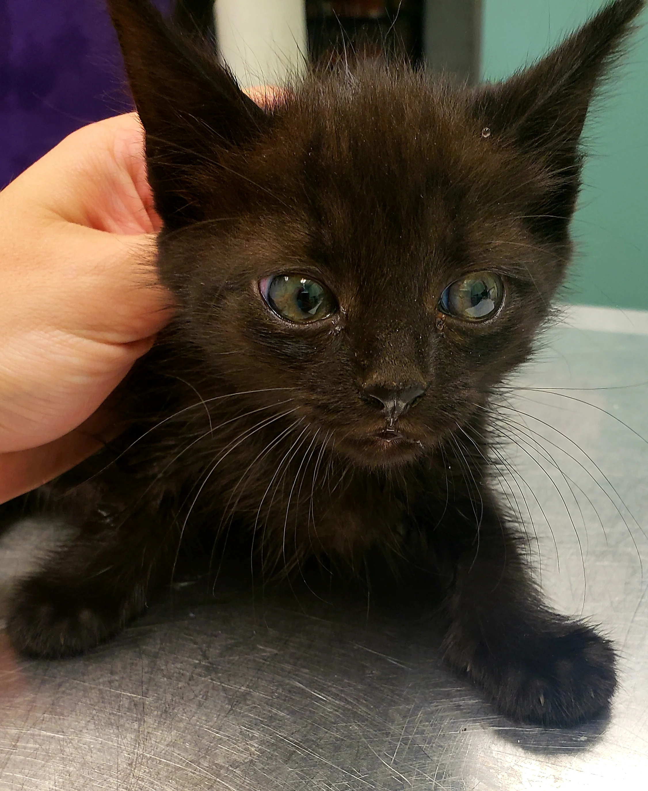 ADOPTION PENDING ELVIRA AGE: 6 Weeks SEX: Female BREED: DSH This little girl is full of curiosity! She loves to explore and is super happy!