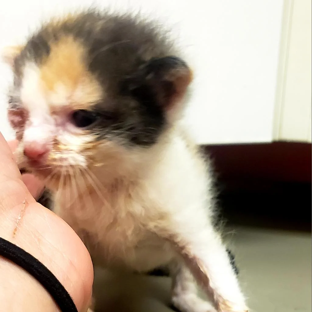 PINKY AGE: One Month SEX: Female BREED: DSH This adorable girl is super friendly and loves to be cuddled!