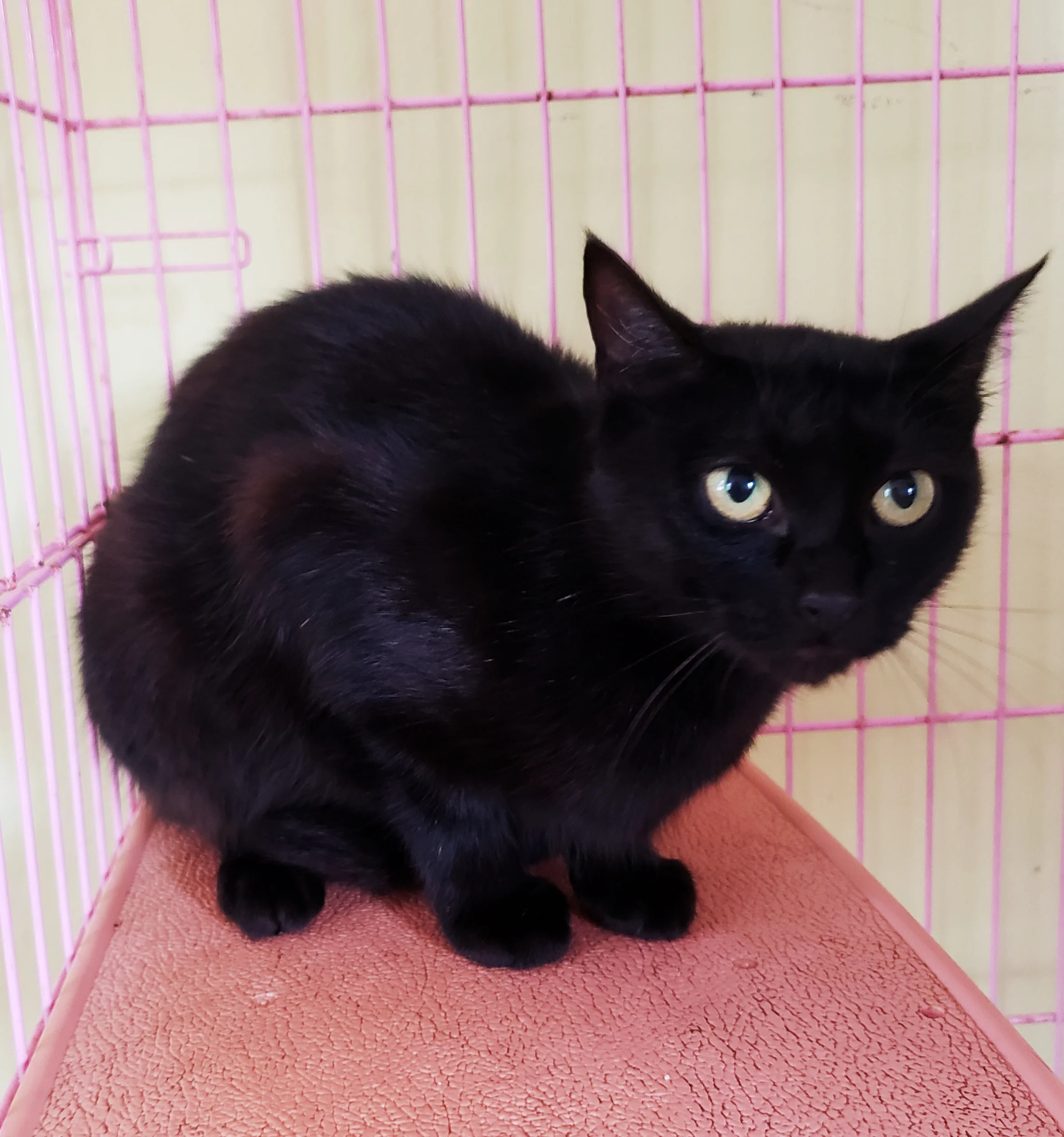 WIGGLES Wiggles 3 years female spayed very friendly