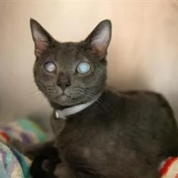 ABBATH AGE: 7 Years SEX: Male BREED: DSH/Russian Blue This sweet boy is completely blind. His eyes do not stop him from hunting affection! He is super sweet easy going and does well with other cats and pretty much everyone!