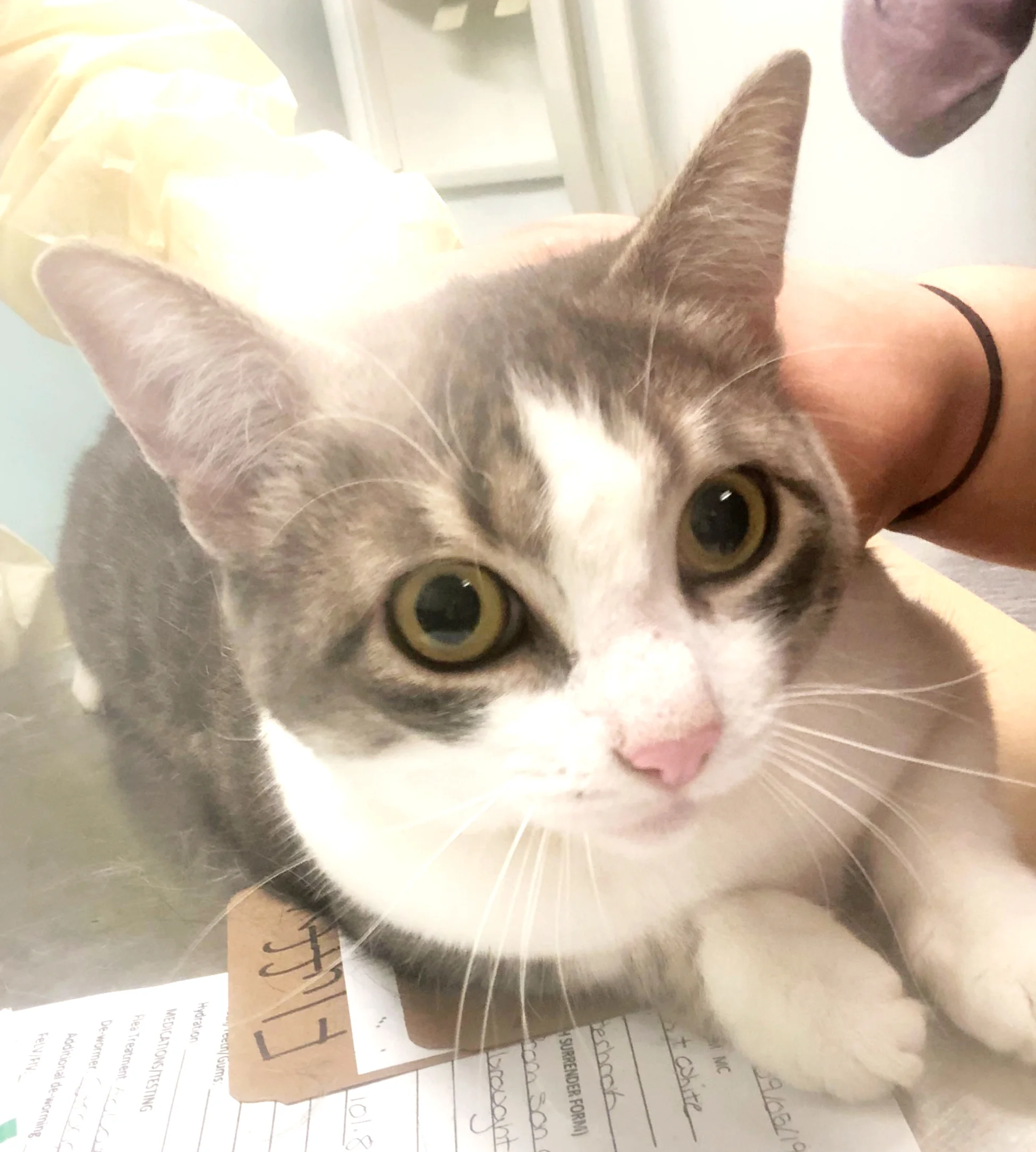 ADOPTION PENDING DAISY AGE: 4 Years SEX: Female BREED: DSH This sweet girl is not aggressive whatsoever. Shes extremely sweet and allows all handling. Also, she is great with other cats! This girl was recently surrendered by her owner with her sister due to personal reasons. Because of this, this sweet girl MUST BE ADOPTED WITH HER SISTER FLUFFY.