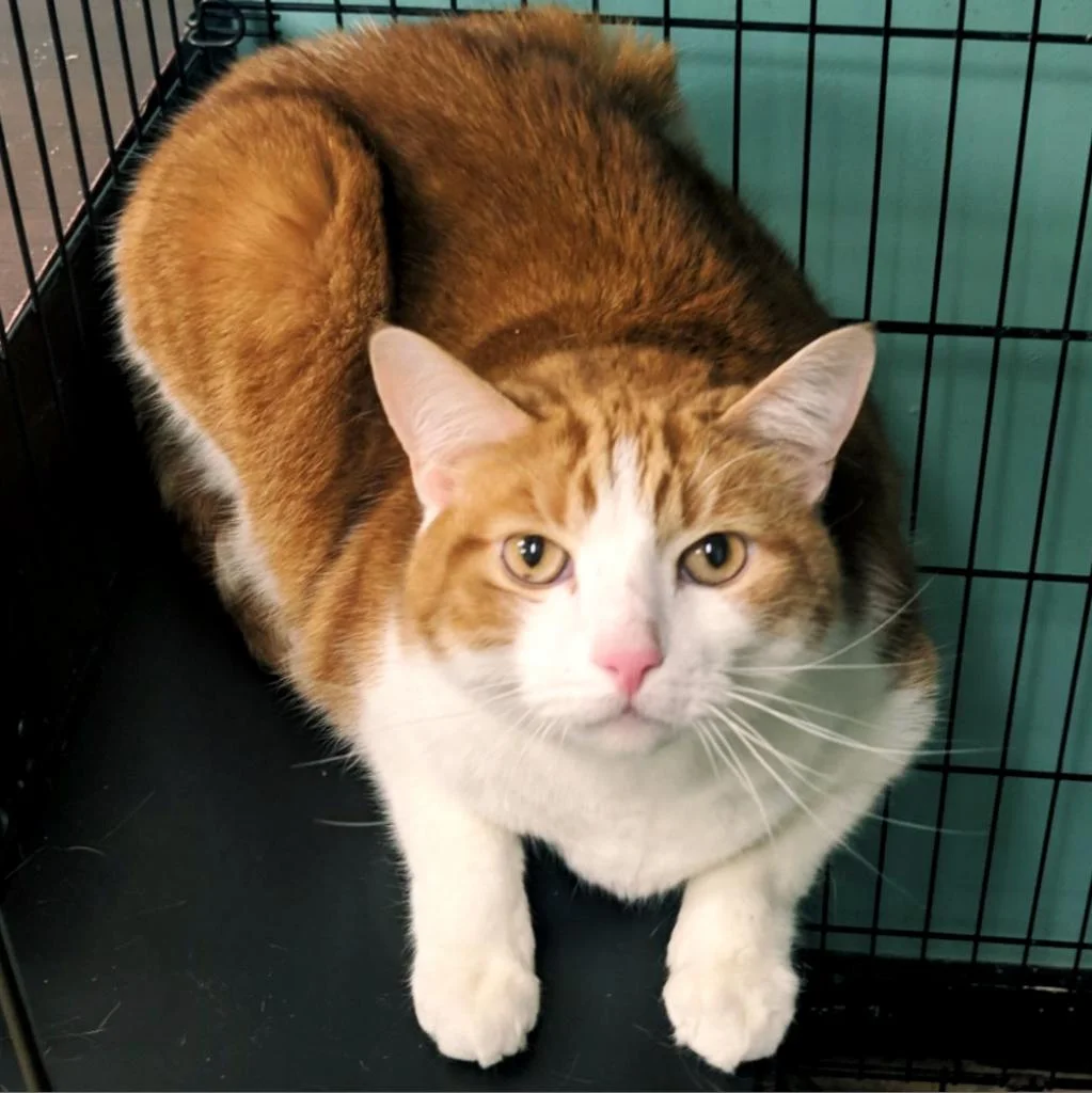 GARFIELD AGE: 7 Years SEX: Male BREED: DSH This gorgeous boy is super friendly. He gets along with everyone and loves receiving and giving attention! He would prefer a home by himself with no other animals. Adopt Garfield!