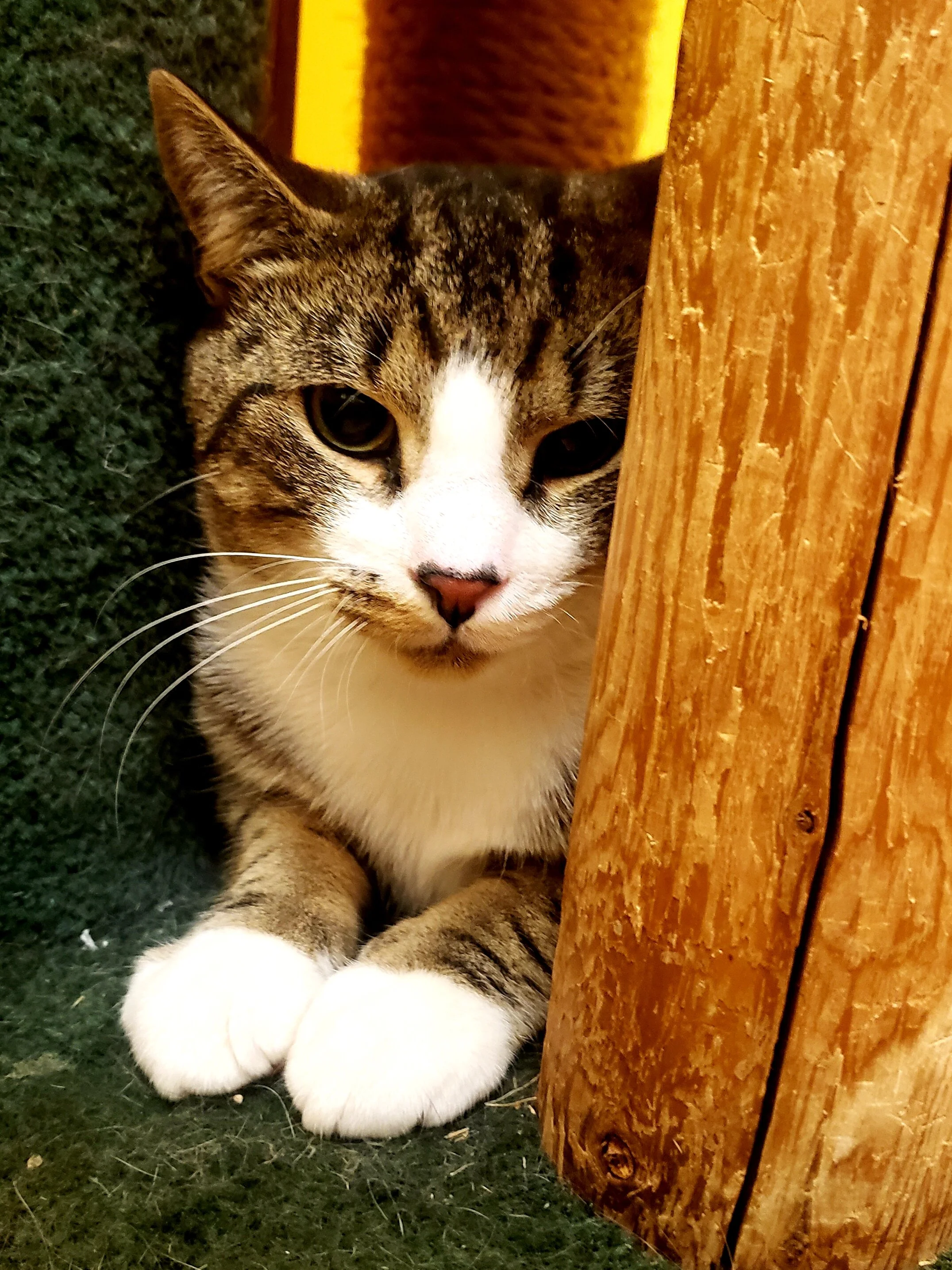 CHAOS AGE: 1 Year SEX: Male BREED: DSH This boy can be timid. He prefers if you approach him slowly with minimal petting. Adopt Chaos!