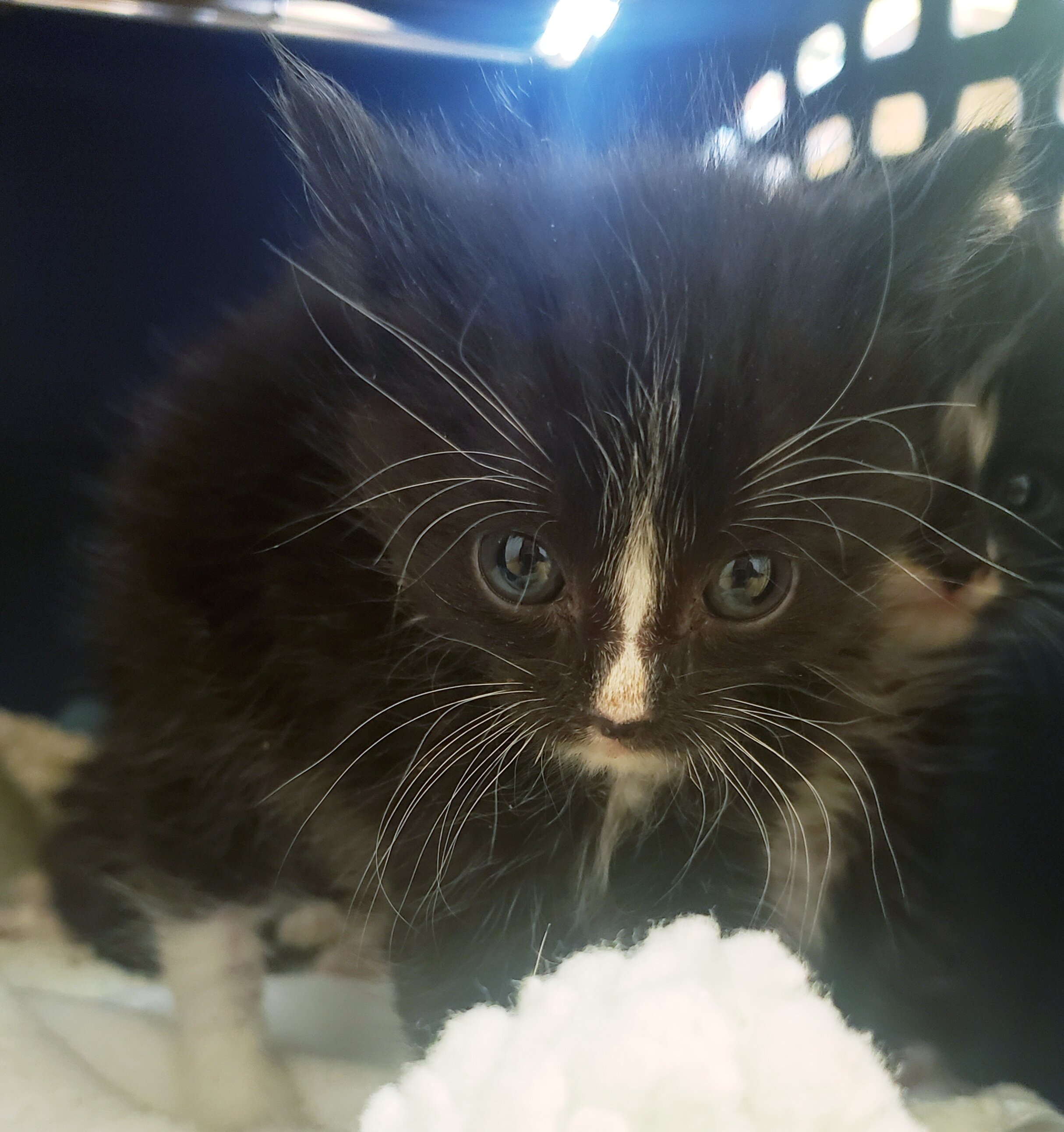 ANDY AGE: 4 Weeks SEX: Male BREED: DSH This adorable boy is very lovable. He can be very vocal and is also playful! MUST BE ADOPTED WITH FLAME! Adopt Andy!