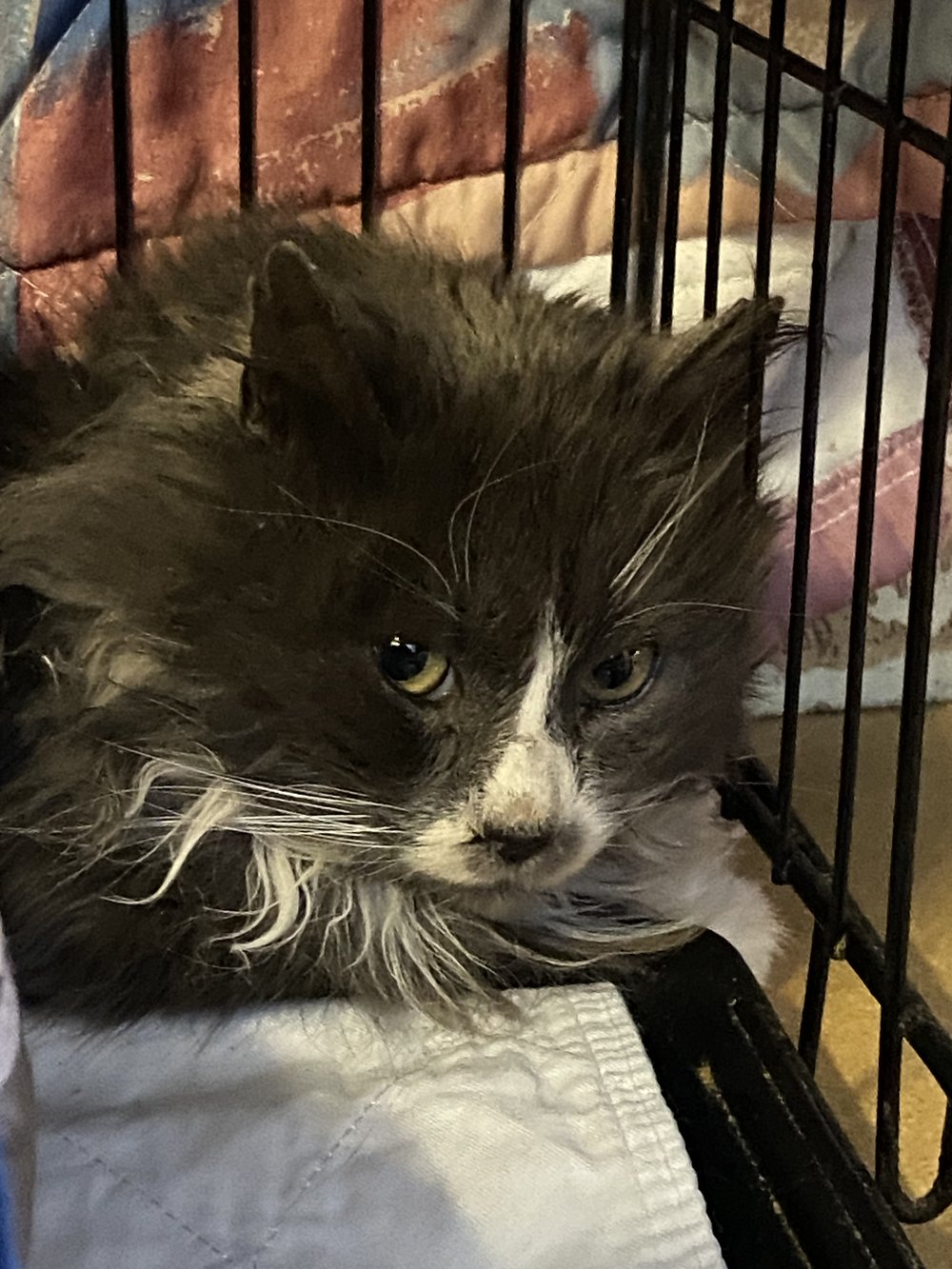 FERAL + BARN CATS — AnimalKind FERAL + BARN CATS — AnimalKind