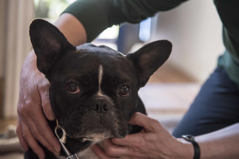 French bulldog receiving canine osteopathy