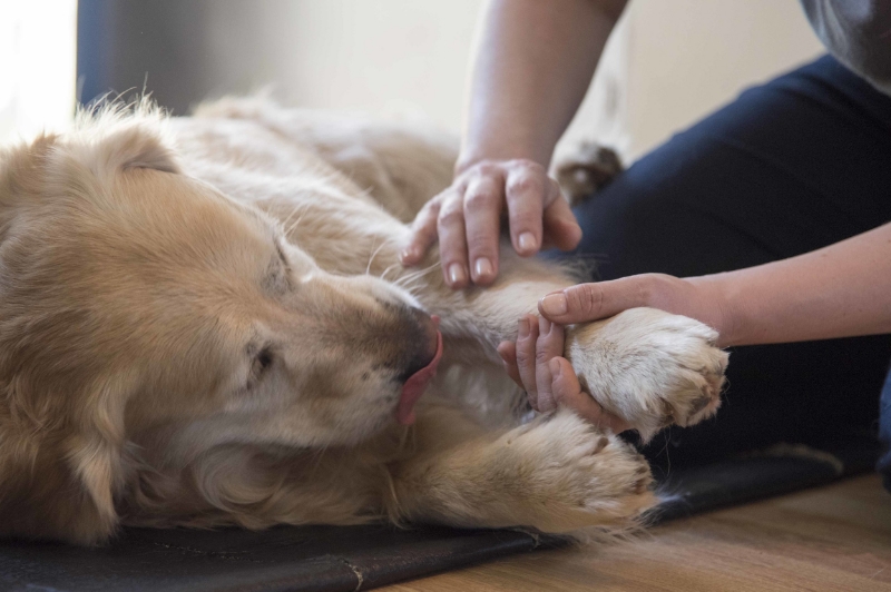 Golden retriever having osteopathic treatment