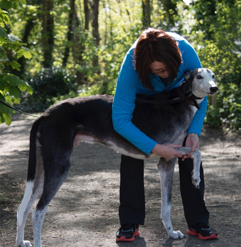 Greyhound and canine osteopath