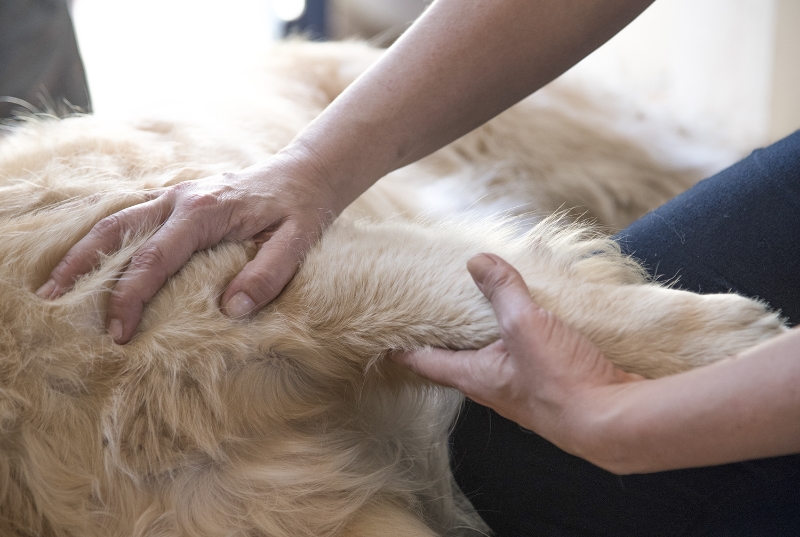 Osteopathic manipulation on dog