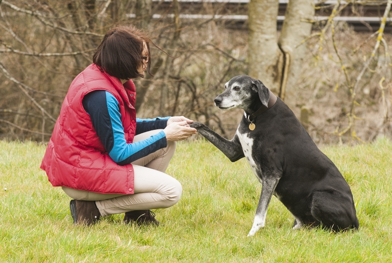 Woman and dog shaking hands