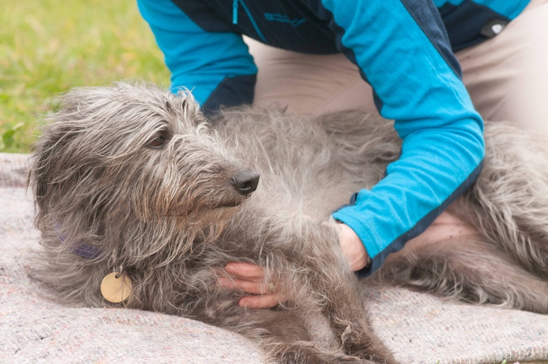 Dog receiving canine osteopahy